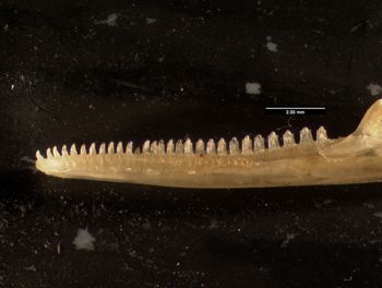 Media type: image;   Herpetology R-132035